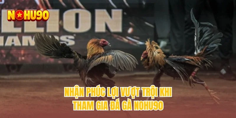 Nhận phúc lợi vượt trội khi tham gia đấu kê tại NOHU90